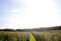 Jim Athearn corn fields