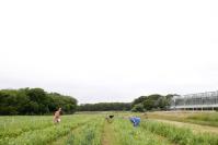 farm