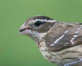 Female rose breasted bird