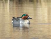 duck