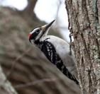 woodpecker