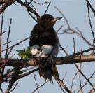 woodpecker