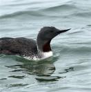 red throated loon
