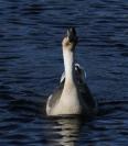 swan goose