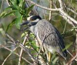 Heron