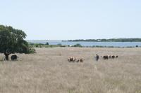 cows