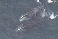whales