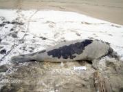 seal 