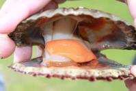 scallop