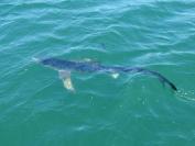 blue shark