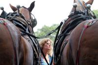 horses