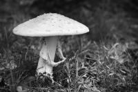 mushroom