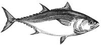 bluefin tuna