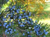 cedar berries