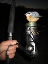 red breasted nuthatc