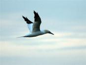 Northern Gannet