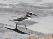 Wilsons plover