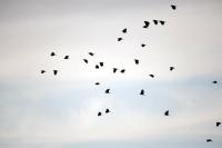 crows