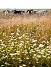 cows