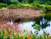 mill pond