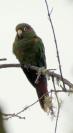 santa maria parakeet
