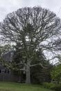 black oak
