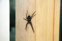 spider