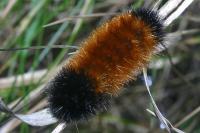 Woolly bear caterpillar