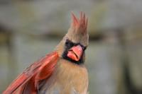 Female Carinal
