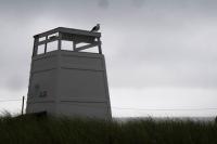 Herring Gull, is today's lifeguard.