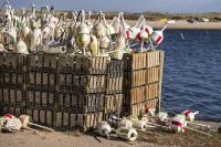 Lobster pots, Oak Bluffs harbor. 