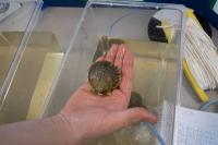 A key player in the science project: Shellfish, Filtration of the Future by Matteus Scheffer and Jack Sierputoski.