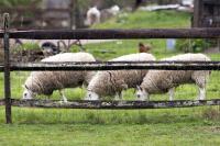 Three sheep in West Tisbury. 