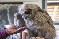 Great horned owl and screech owlet 