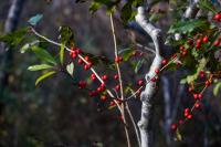 Autumn color