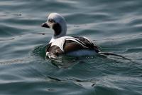 Long-tailed duck. 