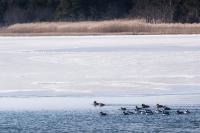Avian armada