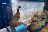 Heath hen and other treasured stories.