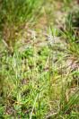 A Slender Ladies' Tresses orchid (Spiranthes lacera).