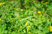 A Chinese Mantis (Tenodera sinensis) on a native legume.
