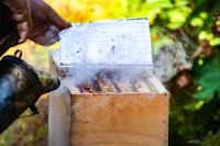 Tim Colon smoking a hive.