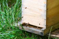 Bees entering one of Tim Colon's hives.