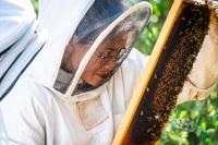 Nina Gordon checking for evidence of mites and beetles.