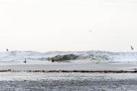 Water washing over the remnants of Norton Point beach into Katama Bay.