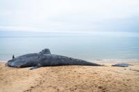 NOAA said a rope appeared to be entangled near the whale's tail. 