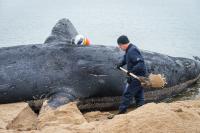 Brian Sharp of IFAW does some shoveling in the downtime.