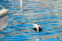 A common Eider in Menemsha harbor.