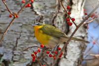 Yellow-breasted chat.