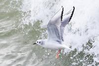 Bonaparte's gull.