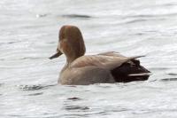 Gadwall.